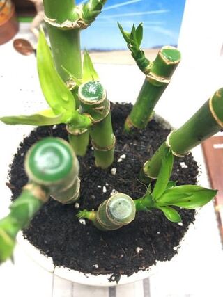 今 観葉植物のミリオンバンブーを育てています ここで１ Yahoo 知恵袋