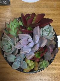 多肉植物の花言葉を知っている方 教えてください 多肉植物 ブ Yahoo 知恵袋