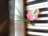 画像 ダイソーで買ったチランジアの種類が知りたいタグにはチランジアと Yahoo 知恵袋