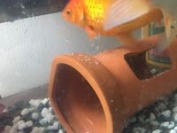 家で飼育いている金魚が卵を生んだのですが有精卵か無精卵かわか Yahoo 知恵袋