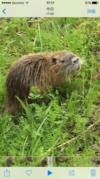 昼間に近くの川のほとりを散歩してると川に見慣れない動物が泳いでいました Yahoo 知恵袋