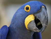 スミレコンゴウインコについてですはじめましてなぜ日本ではスミレコンゴウイ Yahoo 知恵袋