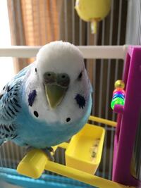 セキセイインコ3歳のオスについて質問です 2週間前ほどから鼻が茶 Yahoo 知恵袋