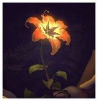 東京ディズニーシーの園内にラプンツェルの魔法の花があるらしいんですがど Yahoo 知恵袋