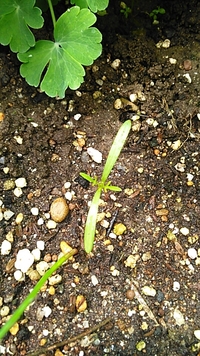 花壇にマリーゴールドの種を直播きしました 発芽して本葉がでてきたのです Yahoo 知恵袋