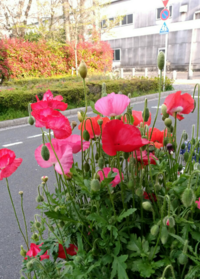 ポピーの花とケシの花は同じ花で和名がケシ洋名がポピーと聞いたのですが本 Yahoo 知恵袋