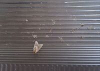 写真のような白い虫の死骸がキッチンの蛍光灯のカバーの中にたくさんあることに 最近 教えて 住まいの先生 Yahoo 不動産