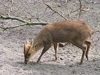 キョンってどんな味なんですか 今年度は千葉県も登録して キョンを獲る予 Yahoo 知恵袋