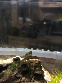 大阪府堺市の大泉緑地公園の中の大きな池にブラックバスはいてますか 水抜 Yahoo 知恵袋