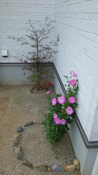 この画像のピンク色の花の植物は何というのか教えて下さい 地面に雑草 Yahoo 知恵袋