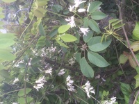 アレキサンドロスのワタリドリのpvに出てくる女の子二人の名前 Yahoo 知恵袋