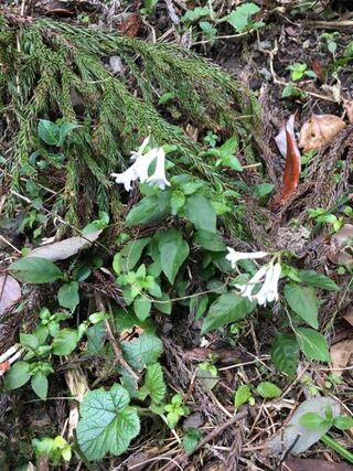 白いラッパのような花をつけてる植物の名前を教えてください Yahoo 知恵袋