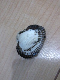 潮干狩りのあさりに混ざって変な生き物がいました なんという生き Yahoo 知恵袋