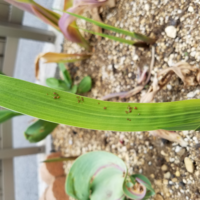 柿の木の葉っぱに住み着く白い毛虫みたいな害虫 広がると葉っぱに白いクモの巣 Yahoo 知恵袋