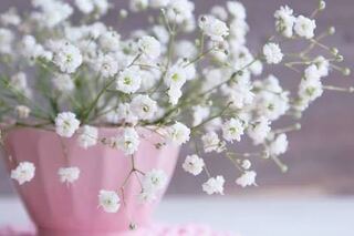 かすみ草は英語でgypsophilaであっていますか Yahoo 知恵袋