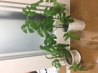 植え替え後の観葉植物の元気がありません 何故でしょうか 先日 パキ Yahoo 知恵袋