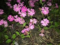 このピンクの小さい花の名前が分からず教えていただきたいです Yahoo 知恵袋