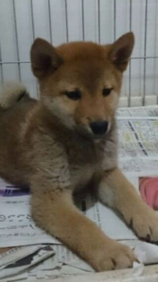捨て犬 について 昨日 子犬を近所で保護しました 柴犬 Yahoo 知恵袋