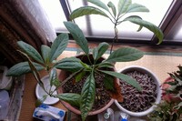 アボガドを種から育てています 最近 葉が黒くなり枯れてしまいます 原因と対 Yahoo 知恵袋