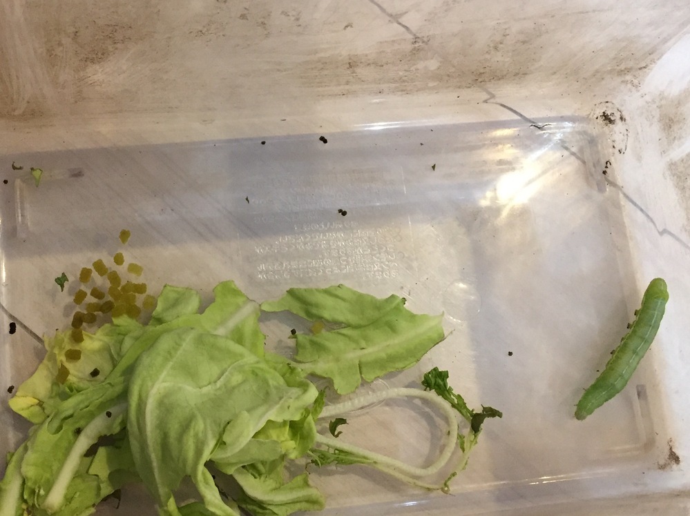 これは寄生虫でしょうか 一昨日 娘が青虫を捕まえて来て どうしても飼 Yahoo 知恵袋