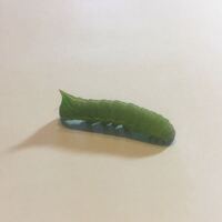 芋虫の発生時期を教えて下さい 昔 親が買ってきたクチナシの植 Yahoo 知恵袋