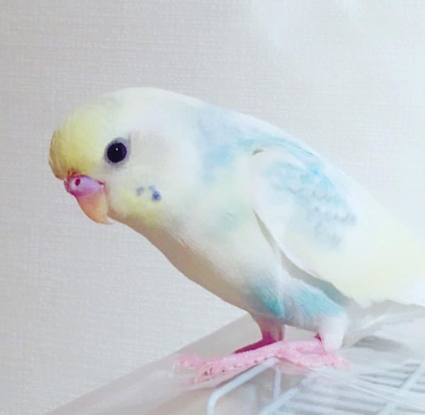 セキセイインコの品種を教えてください 4色ハルクインかなぁ と思 Yahoo 知恵袋