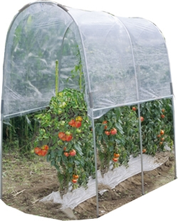 トマトの雨よけビニールハウスは収穫時まで水やり不要ですか 画像の Yahoo 知恵袋