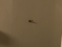 食器棚にいた虫なのですが発生原因 対策 退治方法などを教えて Yahoo 知恵袋