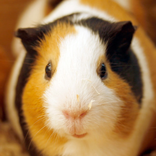 モルモットは可愛いですか かわいいです キクラゲみた Yahoo 知恵袋