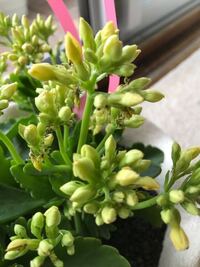 カランコエの育て方について質問です 先週日曜日にいただ Yahoo 知恵袋