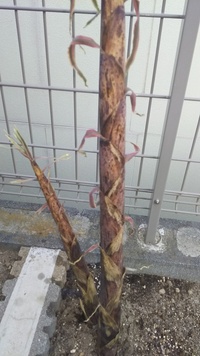 庭に筍 竹 が生えてきました ２ ３年前から生えてくるようになったので Yahoo 知恵袋