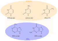 アデニンなどの構造式をどういう風に覚えたか教えてくださくだ Yahoo 知恵袋