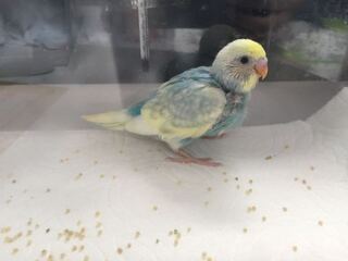 セキセイインコの種類 を教えてください 今日お迎えしたのですが Yahoo 知恵袋