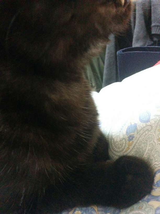 子猫が夜暴れるu20264ヶ月になる子猫を最近飼い始めました。とても 