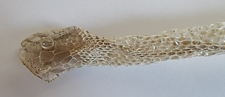 庭で蛇の抜け殻を見つけました 1ｍ40 ありました 大きいの Yahoo 知恵袋