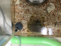 釣りにいったのですが こんな蟹が釣れました たべられるのでしょう Yahoo 知恵袋