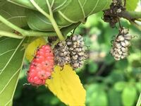 桑の芽 桑の実 は食べられますか 桑の芽 私は未 Yahoo 知恵袋