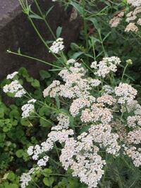 この白い花の名前を教えてください シモツケかな 白色のハーブのヤ Yahoo 知恵袋