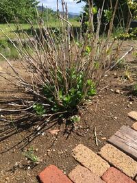 紫陽花アジサイの剪定について 実家から移植せてから二ヶ月 Yahoo 知恵袋