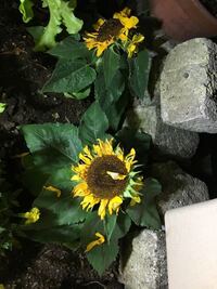 庭にヒマワリの種を植えるのはいけないのですか 私は中学生です Yahoo 知恵袋