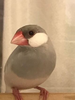 生後半年の文鳥ですが ピッ ピッ としか鳴かずオス特有 Yahoo 知恵袋