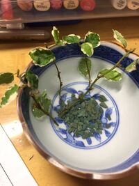 植木鉢で底に穴の開いているものと開いてないものがありますが 植物を育 Yahoo 知恵袋