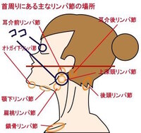 頭痛について画像の位置 目の奥 顎の付け根 辺りが同時に痛みます 痛く Yahoo 知恵袋