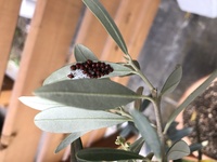 うちのオリーブの木の下に黒いまめのような虫のフンが沢山落ちています 見たと Yahoo 知恵袋