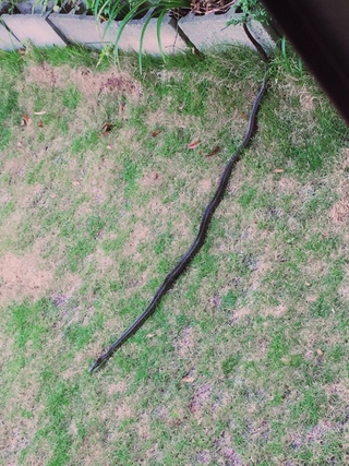 庭に蛇が出て困っているのですがこれはアオダイショウなのでしょうか ヤマ Yahoo 知恵袋