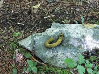 このフン なんの動物のものでしょうか 撮影は ５月下旬 北杜 Yahoo 知恵袋