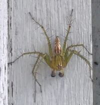千葉県で野生のメダカが見られる場所は有るのですか ご回答お願いします Yahoo 知恵袋