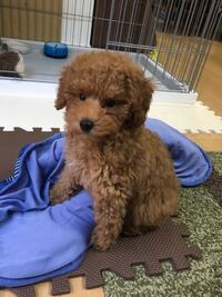 トイプー赤ちゃんの可愛いお顔の見分け方を教えてください Yahoo 知恵袋