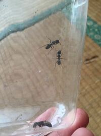 この大きいアリ 約2cmはあります みたいな虫は アリですか また この虫は Yahoo 知恵袋