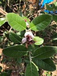 フェイジョア アポロ ですが 4年苗になりますが花は毎年 沢山咲くのです Yahoo 知恵袋